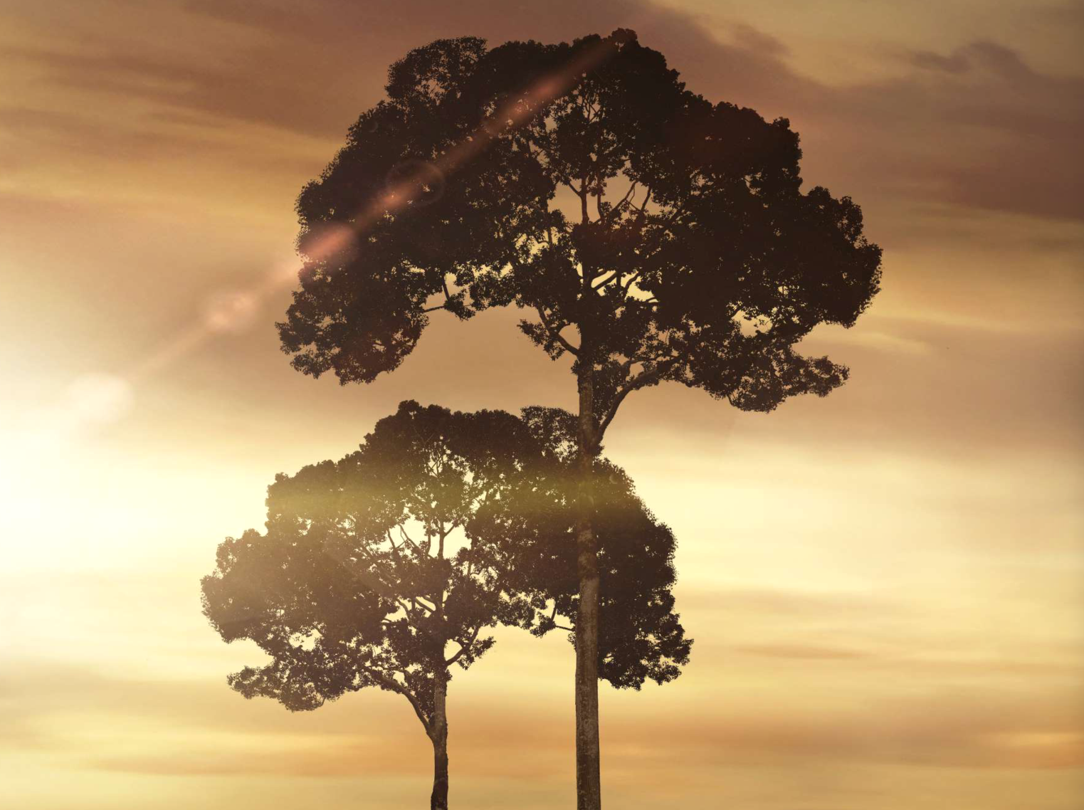 Lauan Ridges -- Life, above all. - Image 2